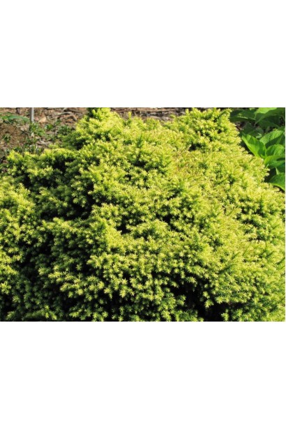 Криптомерія ’Vilmorin Gold’